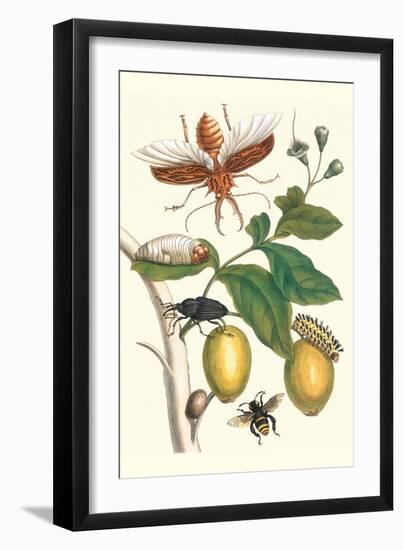 Genip Tree with Palm Weevil, a Long Horned Beetle and an Orchid Bee-Maria Sibylla Merian-Framed Art Print