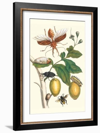 Genip Tree with Palm Weevil, a Long Horned Beetle and an Orchid Bee-Maria Sibylla Merian-Framed Art Print