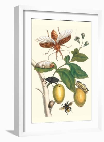 Genip Tree with Palm Weevil, a Long Horned Beetle and an Orchid Bee-Maria Sibylla Merian-Framed Art Print