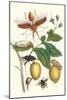 Genip Tree with Palm Weevil, a Long Horned Beetle and an Orchid Bee-Maria Sibylla Merian-Mounted Art Print