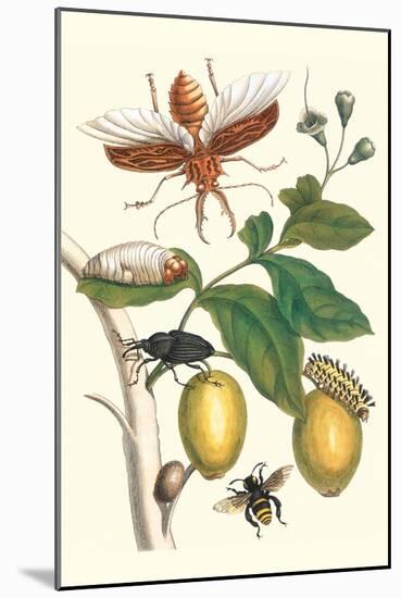 Genip Tree with Palm Weevil, a Long Horned Beetle and an Orchid Bee-Maria Sibylla Merian-Mounted Art Print