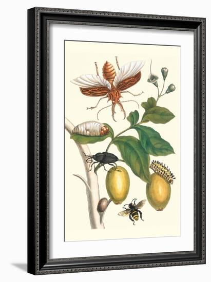 Genip Tree with Palm Weevil, a Long Horned Beetle and an Orchid Bee-Maria Sibylla Merian-Framed Art Print