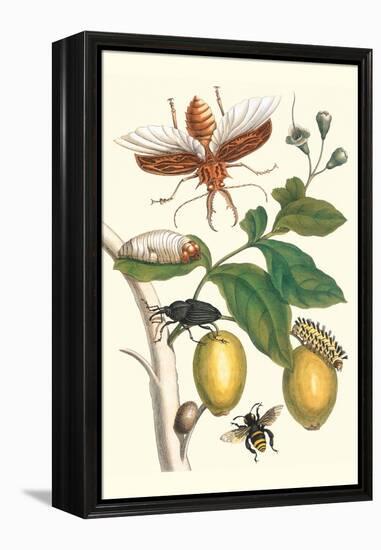 Genip Tree with Palm Weevil, a Long Horned Beetle and an Orchid Bee-Maria Sibylla Merian-Framed Stretched Canvas