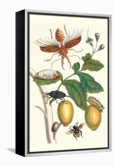 Genip Tree with Palm Weevil, a Long Horned Beetle and an Orchid Bee-Maria Sibylla Merian-Framed Stretched Canvas