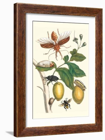 Genip Tree with Palm Weevil, a Long Horned Beetle and an Orchid Bee-Maria Sibylla Merian-Framed Premium Giclee Print