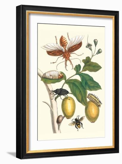 Genip Tree with Palm Weevil, a Long Horned Beetle and an Orchid Bee-Maria Sibylla Merian-Framed Premium Giclee Print