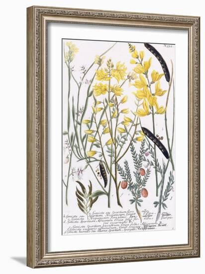 Genista-Georg Dionysius Ehret-Framed Giclee Print