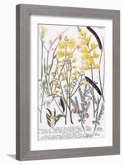 Genista-Georg Dionysius Ehret-Framed Giclee Print