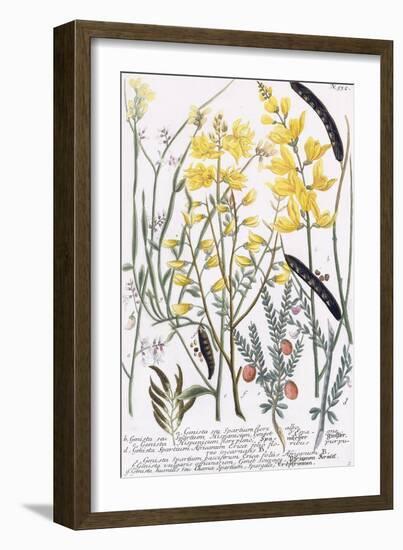 Genista-Georg Dionysius Ehret-Framed Giclee Print