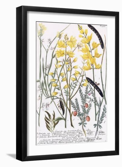 Genista-Georg Dionysius Ehret-Framed Giclee Print