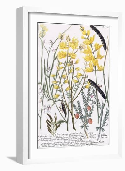 Genista-Georg Dionysius Ehret-Framed Giclee Print