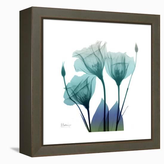 Gentian Buddies-Albert Koetsier-Framed Stretched Canvas