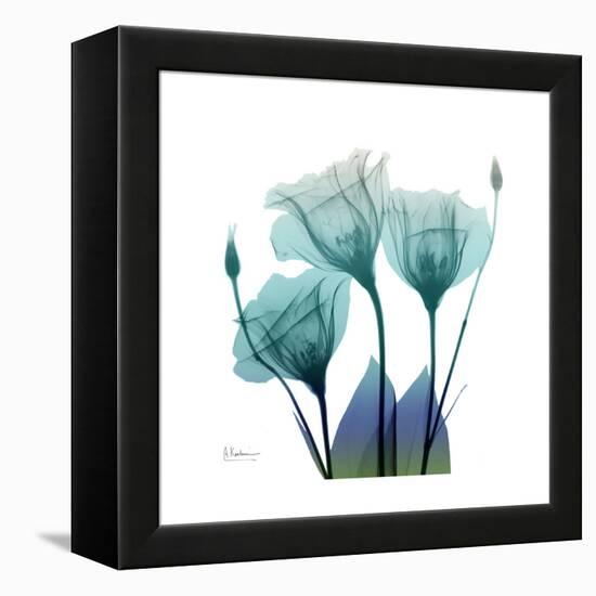 Gentian Buddies-Albert Koetsier-Framed Stretched Canvas