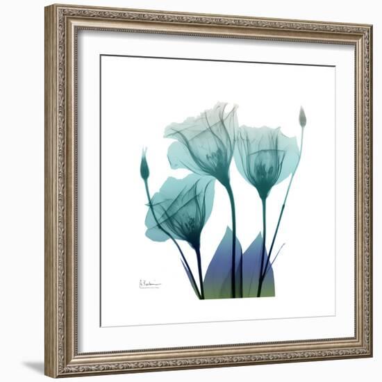 Gentian Buddies-Albert Koetsier-Framed Art Print