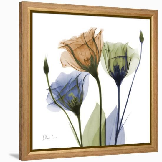 Gentian Buddies-Albert Koetsier-Framed Stretched Canvas