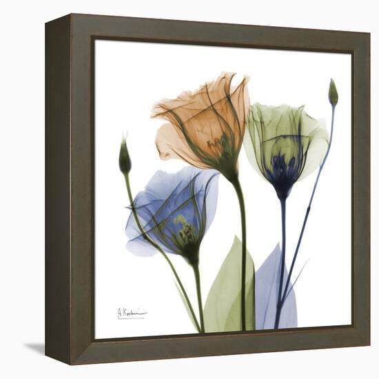 Gentian Buddies-Albert Koetsier-Framed Stretched Canvas