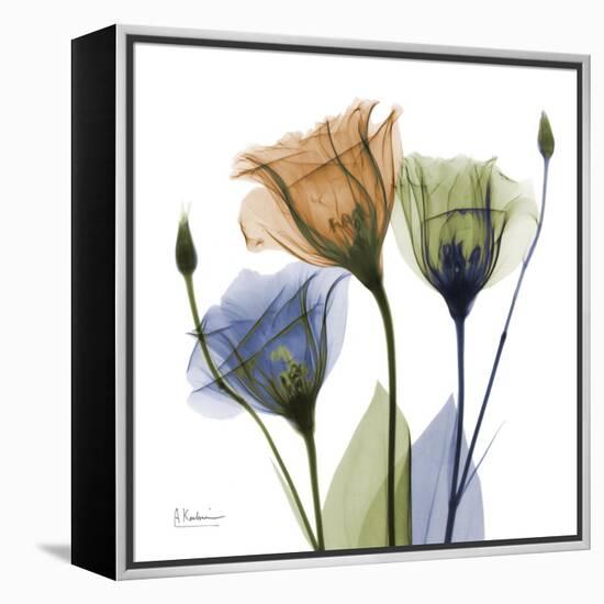 Gentian Buddies-Albert Koetsier-Framed Stretched Canvas