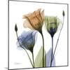 Gentian Buddies-Albert Koetsier-Mounted Art Print