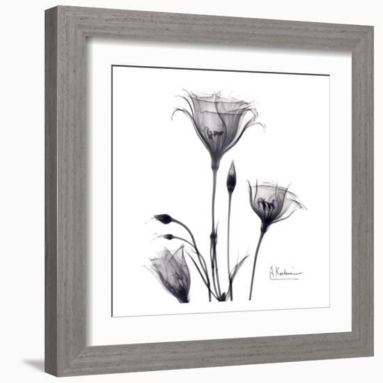 Gentian Trio in Black and White-Albert Koetsier-Framed Art Print