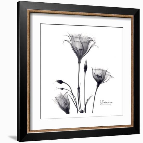 Gentian Trio in Black and White-Albert Koetsier-Framed Art Print