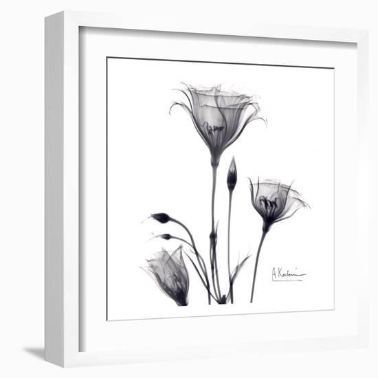 Gentian Trio in Black and White-Albert Koetsier-Framed Art Print