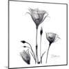 Gentian Trio in Black and White-Albert Koetsier-Mounted Art Print