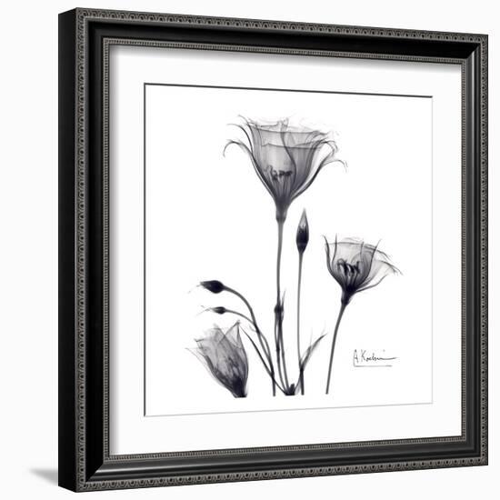 Gentian Trio in Black and White-Albert Koetsier-Framed Art Print