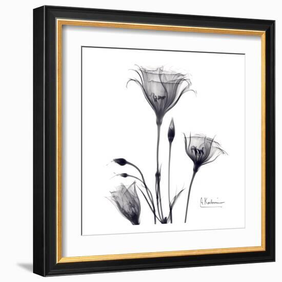 Gentian Trio in Black and White-Albert Koetsier-Framed Art Print