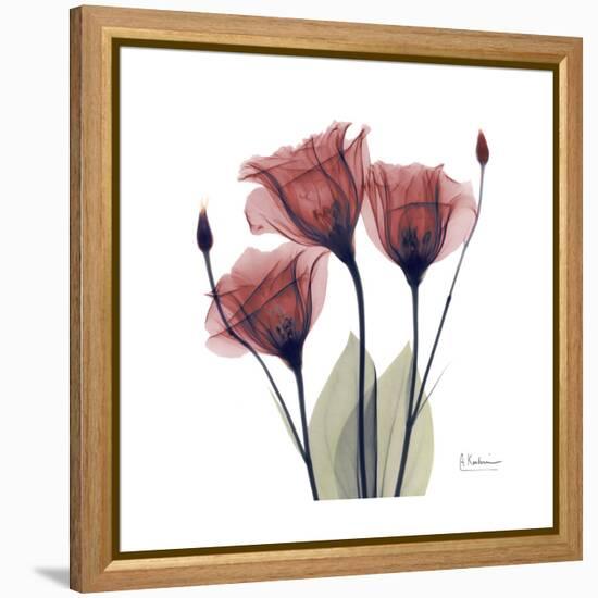 Gentian Trio in Red-Albert Koetsier-Framed Stretched Canvas