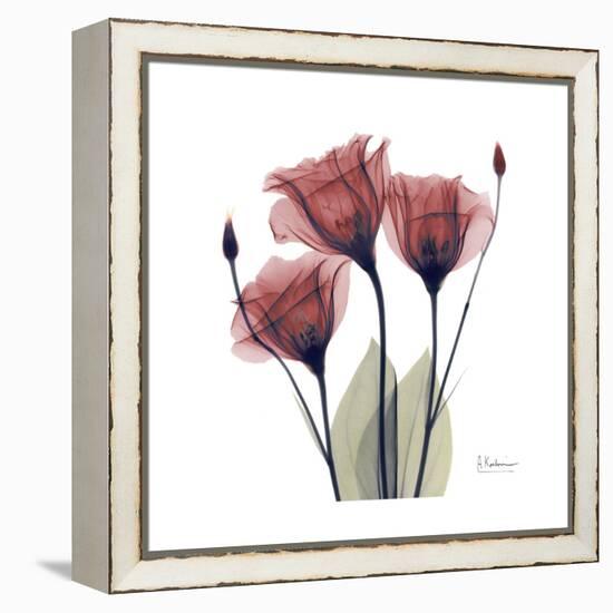 Gentian Trio in Red-Albert Koetsier-Framed Stretched Canvas