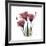 Gentian Trio in Red-Albert Koetsier-Framed Giclee Print