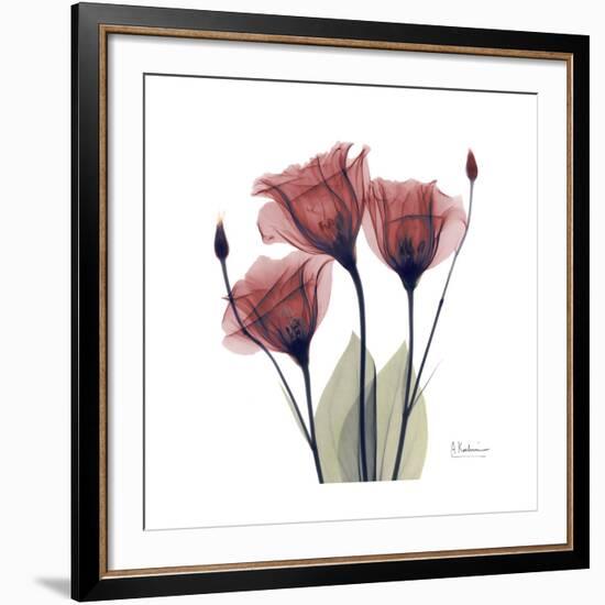 Gentian Trio in Red-Albert Koetsier-Framed Giclee Print