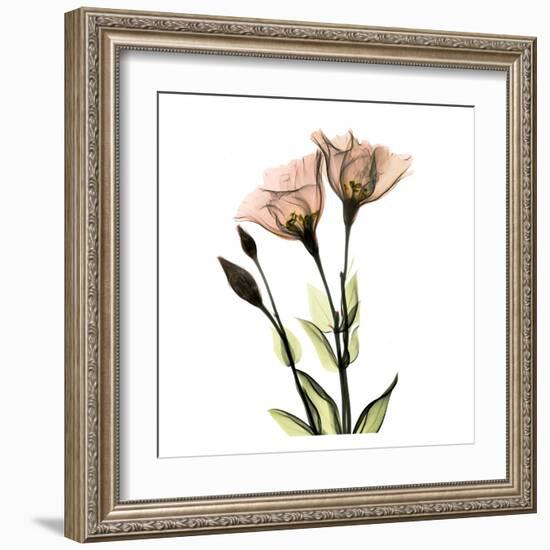 Gentian Twins-Albert Koetsier-Framed Art Print