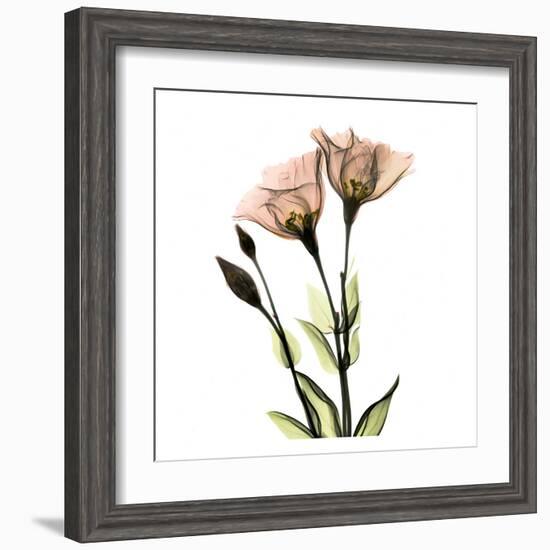 Gentian Twins-Albert Koetsier-Framed Art Print