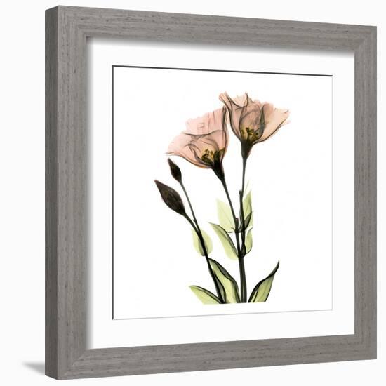 Gentian Twins-Albert Koetsier-Framed Art Print