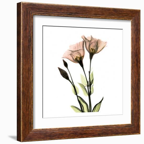 Gentian Twins-Albert Koetsier-Framed Art Print