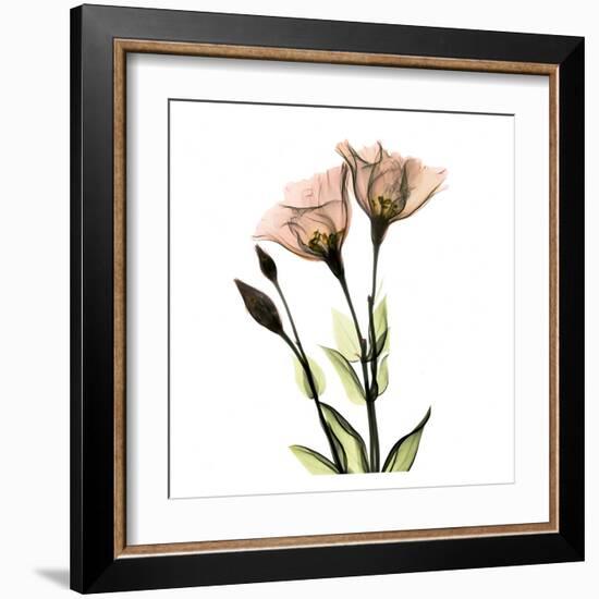 Gentian Twins-Albert Koetsier-Framed Art Print