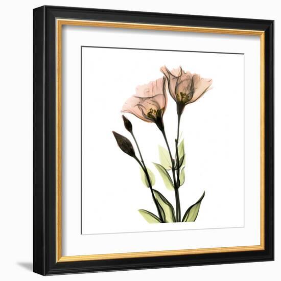 Gentian Twins-Albert Koetsier-Framed Art Print