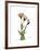 Gentian Twins-Albert Koetsier-Framed Art Print