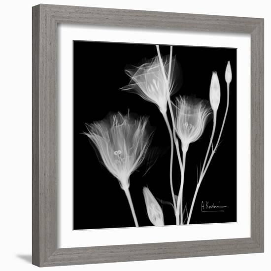 Gentian Xray 1-Albert Koetsier-Framed Art Print