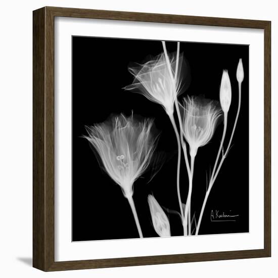 Gentian Xray 1-Albert Koetsier-Framed Art Print