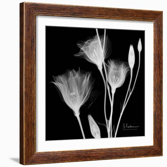 Gentian Xray 1-Albert Koetsier-Framed Art Print