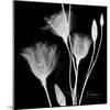 Gentian Xray 1-Albert Koetsier-Mounted Art Print