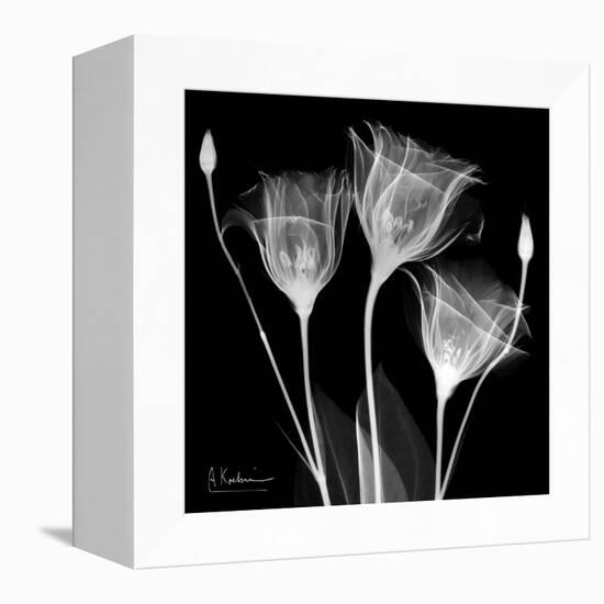 Gentian Xray 1-Albert Koetsier-Framed Stretched Canvas