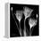 Gentian Xray 1-Albert Koetsier-Framed Stretched Canvas