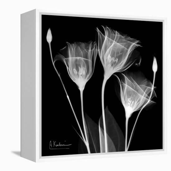 Gentian Xray 1-Albert Koetsier-Framed Stretched Canvas