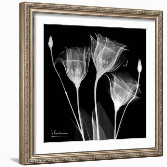 Gentian Xray 1-Albert Koetsier-Framed Art Print