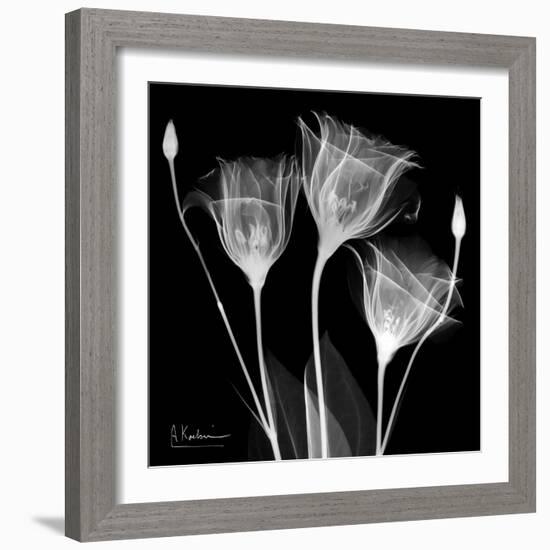 Gentian Xray 1-Albert Koetsier-Framed Art Print