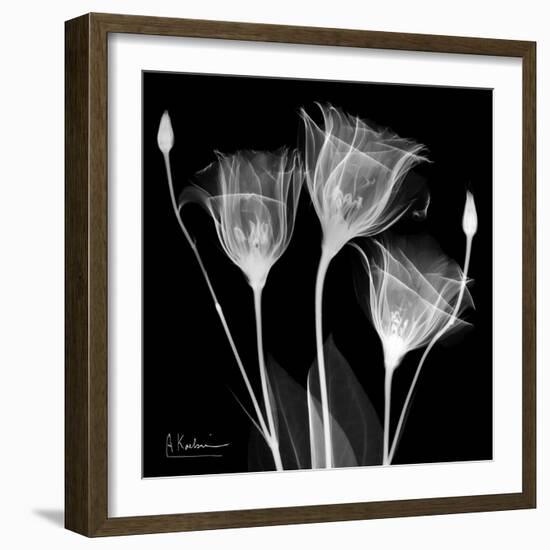 Gentian Xray 1-Albert Koetsier-Framed Art Print