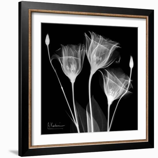 Gentian Xray 1-Albert Koetsier-Framed Art Print